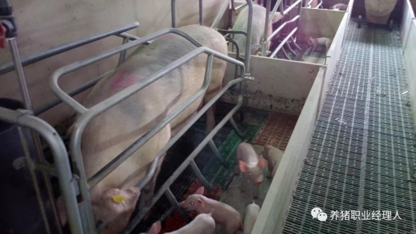 連續生產的豬場如何成功向批次生產轉型？