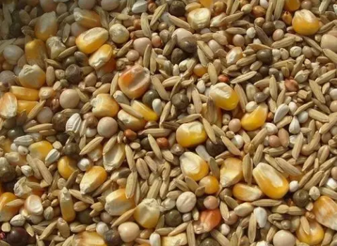 豬的營養與飼料