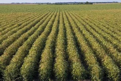 中國已停止購買美國大豆 東北緊急擴大大豆種植面積