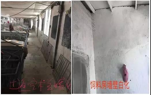 “規模化豬場產房細節管理”標準化操作系列一