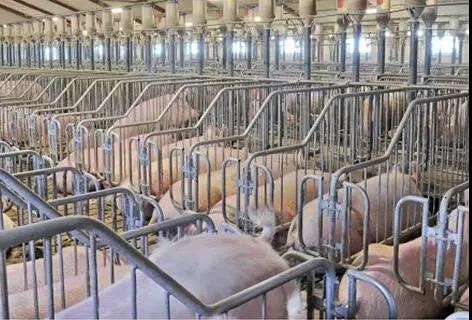 用25年的豬場管理經驗告訴你“PSY 35”的后備母豬如何管理？