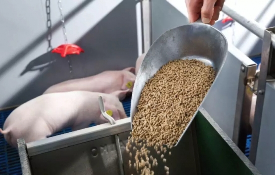 豬場飼料浪費觸目驚心，你必須得改正！