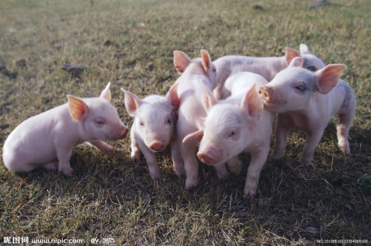 探討最佳全程生產性能之乳仔豬料配方策略