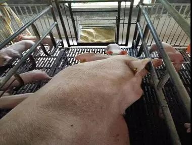 豬場發現丨母豬少吃61.14kg，窩斷奶重卻高6.36kg，差別在這