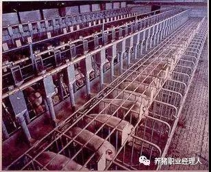 技術前沿 | 規模豬場夏季母豬的飼養管理策略