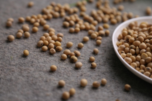 中美貿(mào)易摩擦已和平解決，為何連粕今日大漲？豆粕壓抑已久的做多熱情能否被引爆？