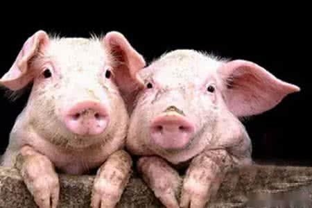 最新版《丹麥營養需要標準》