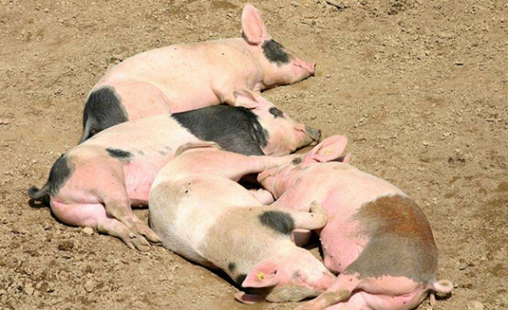 養(yǎng)豬更要懂數(shù)學，你知道 “離散度”要告訴我們什么嗎？