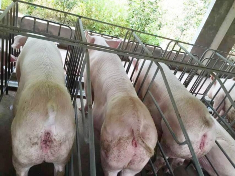 降低豬場成本難？可以這樣做！