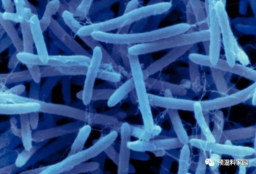 枯草芽孢桿菌發(fā)酵探討