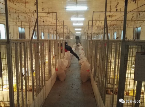 匯總：肉鵝飼糧中微量元素的適宜添加水平及應用變化考慮