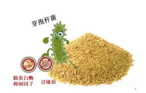 “真”的發酵豆粕是什么樣子？【二】