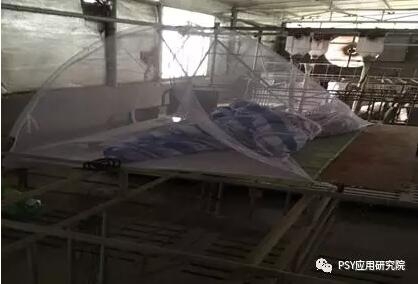 規模化豬場拔牙這樣做，成功率在逐步提升