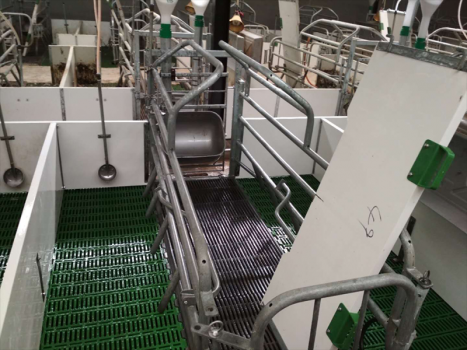 豬場常用消毒劑的選擇及科學應用