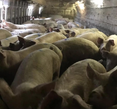 規模豬場數據收集與分析