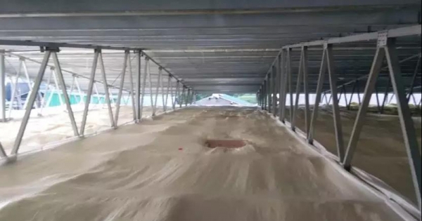 張偉：淺談豬場設計階段成本控制