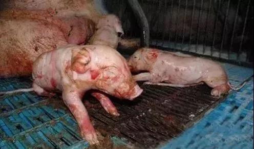 為什么豬羊水破了卻不產小豬？六種原因和解決辦法！