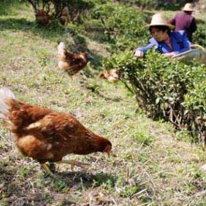 首屆中國地方雞（土雞）美食文化節圣誕搭臺布展