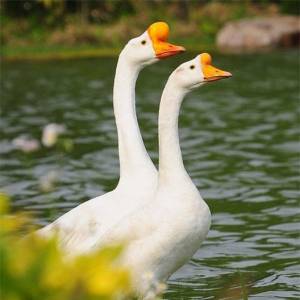 天富鵝業(yè)將投資逾2.5億元建設鵝屠宰加工廠