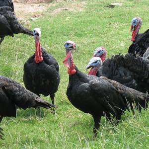 火雞的繁育技術要點