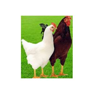 冬季蛋雞的飼養管理措施