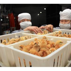 北京平谷正大300萬只蛋雞項目正式投產