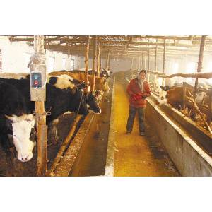 吉林兩養(yǎng)?；乇粰z出牛體含瘦肉精 一家達(dá)68％