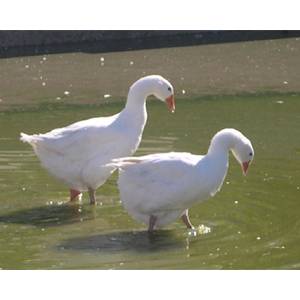 什么是萊茵鵝？