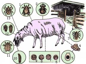 圖 羊的主要原蟲(chóng)和節(jié)肢動(dòng)物病原體