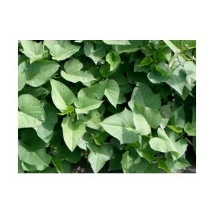 非常規飼料的開發利用