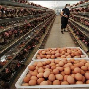 節后雞蛋價格“跳水”了