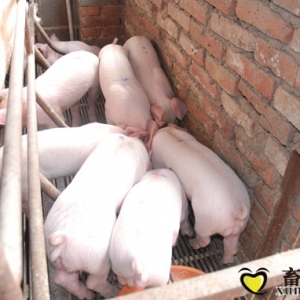 【系列四】乳豬料/教槽料的二十個(gè)作用