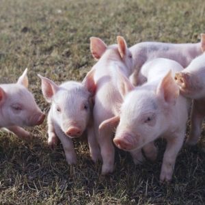 使用乳豬教槽料的意義和基本要點(diǎn)