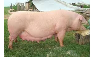 積攢很久的養豬資料