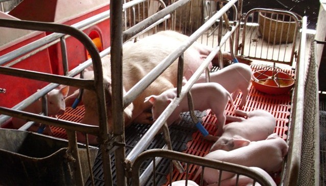 確定營養源是斷奶仔豬料的關鍵