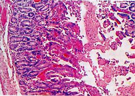 乳豬料觀點(diǎn)：改善腸道的營(yíng)養(yǎng)