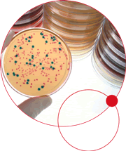 探討益生素檢測方法