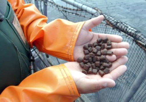 水產飼料原料質量評價值得關注的問題