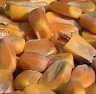 豬主要能量飼料的種類與特點(diǎn)