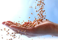 飼料原料應該考慮得問題