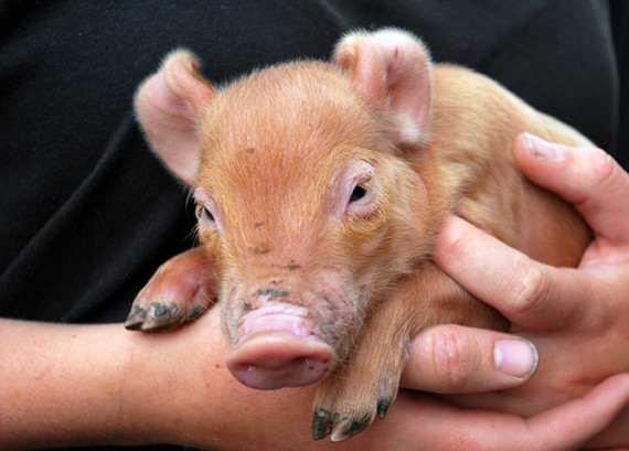 健康斷奶仔豬的日增重的潛力