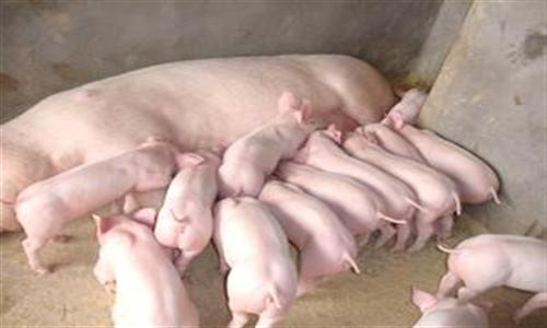 降低哺乳仔豬死亡率的關鍵措施是什么