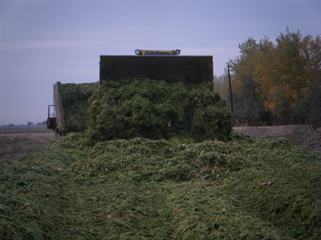 怎樣控制青貯飼料酸度過高