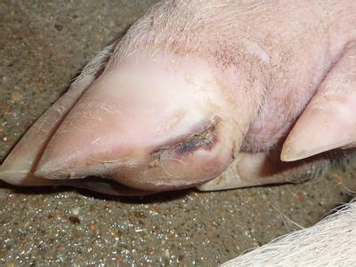 母豬蹄裂的原因及防治措施