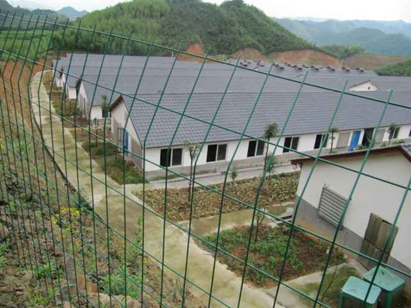 豬場秋季管理要點：防應激、營養加保健