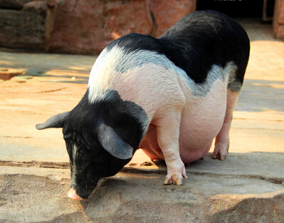 產程過長對母仔豬的危害及預防措施