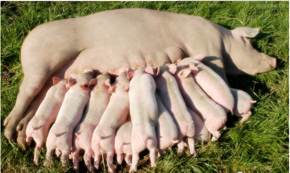 提高豬場PSY的母豬飼養管理要點