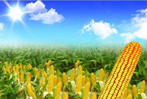 2015玉米臨儲政策出臺，價格降0.13元至1元/斤