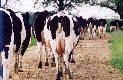 最新研究表明螯合Zn、Cu和 Mn對奶牛跛行具有正效果