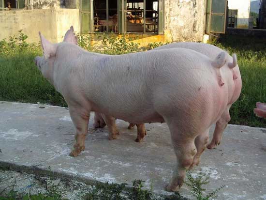 后備母豬的精準化飼養管理